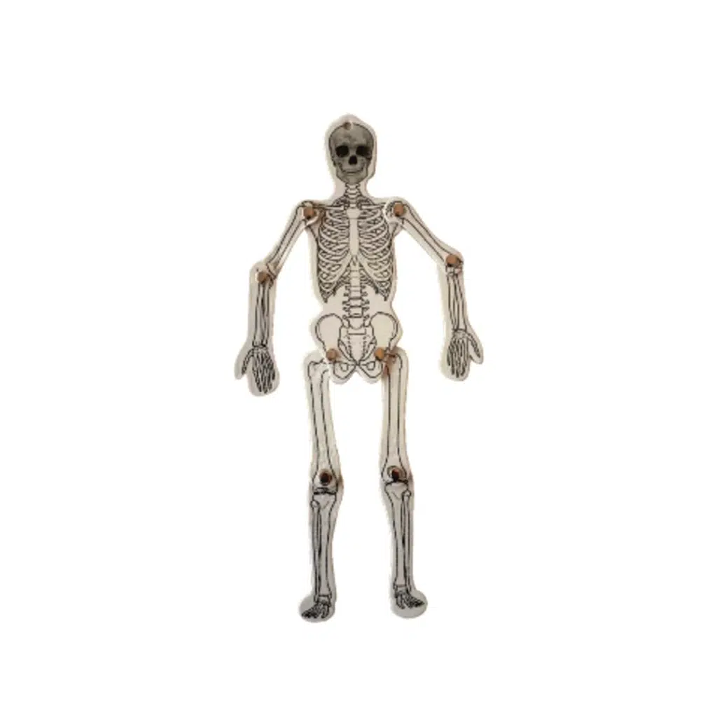 Hareketli Oynar İskelet Sistemi