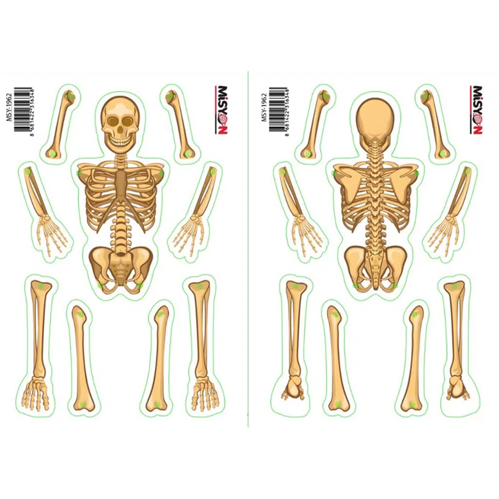 Karton İskelet Model Yapımı A-4