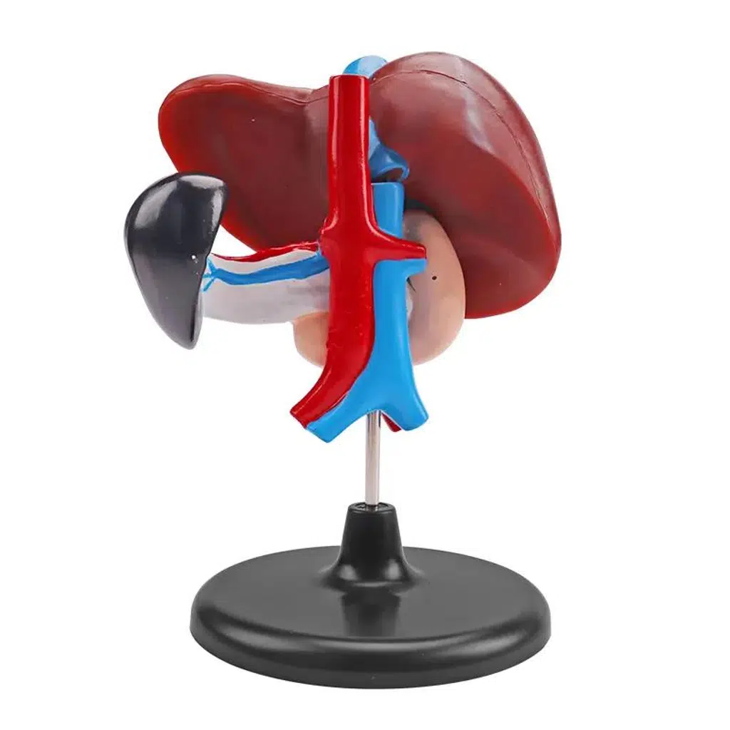 Maket Akciğer Model