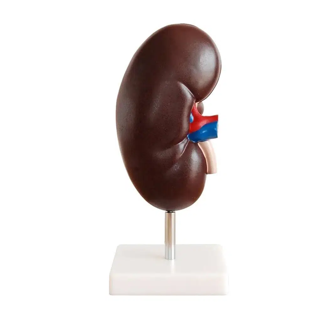 Maket Böbrek Model