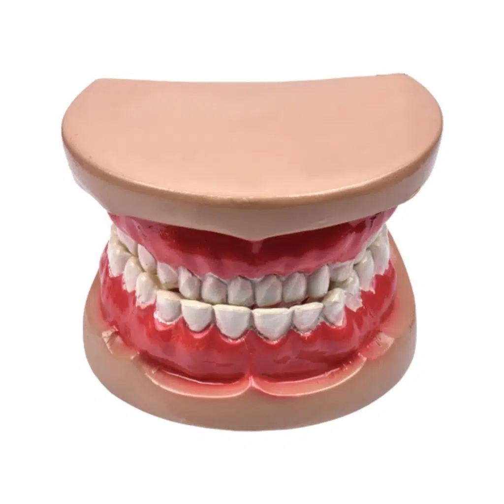 Maket Diş Model