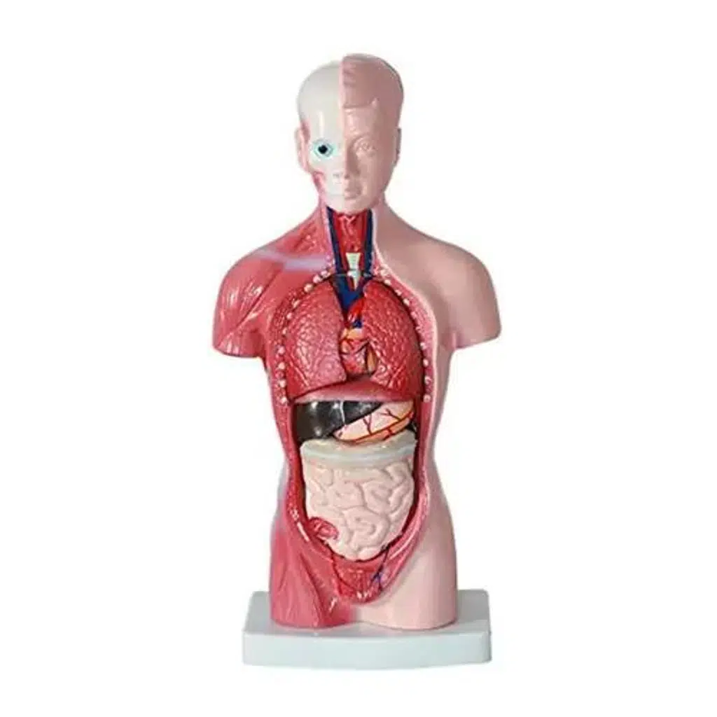 Maket İnsan Vücudu Model 3 Parça 60 Cm