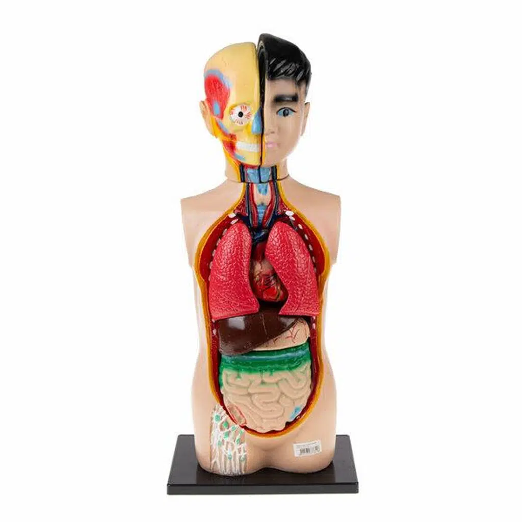Maket İnsan Vücudu Model 8 Parça 60 Cm